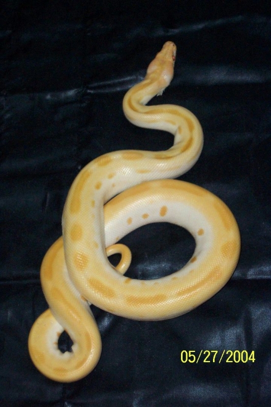 Albino Green Burm