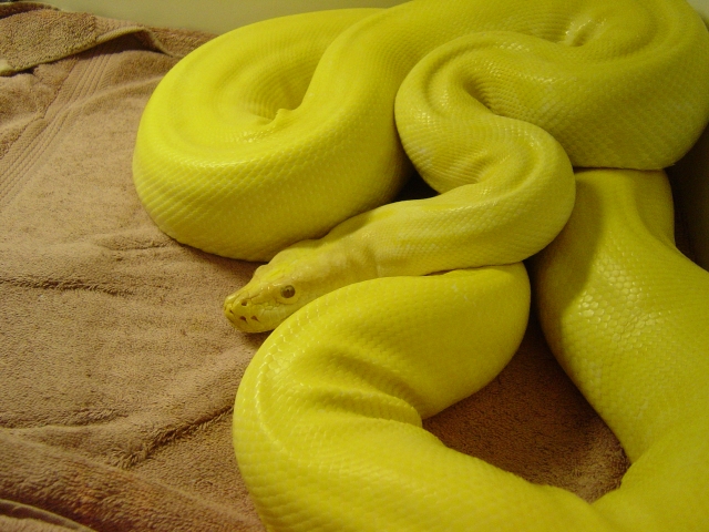 Albino Green Burm
