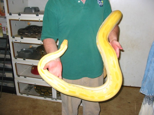 Albino Green Male (new 3)