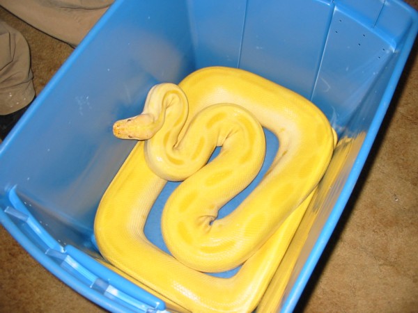 Albino Green Male (new)