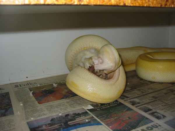 Albino Green Male