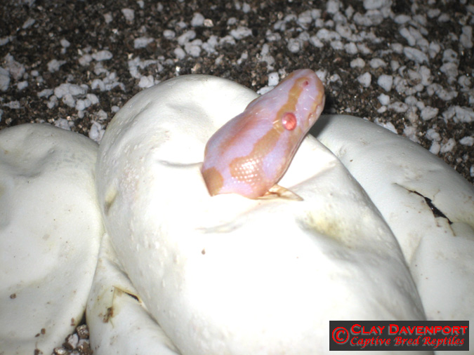 Albino hatching