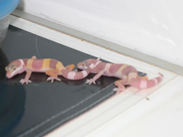Albino hatchlings