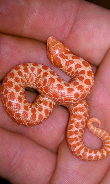 Albino Hog