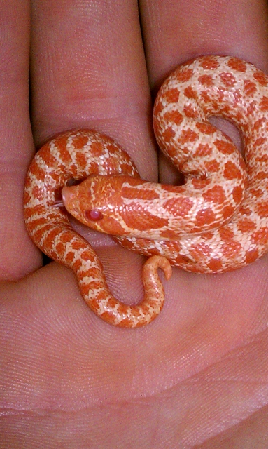 Albino Hog