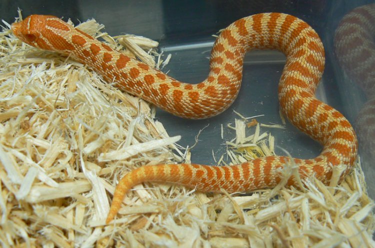 Albino Hognose Snakes