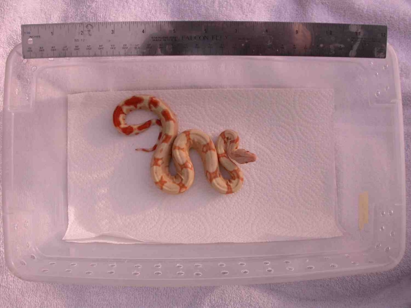 ALBINO JUNGLE 3