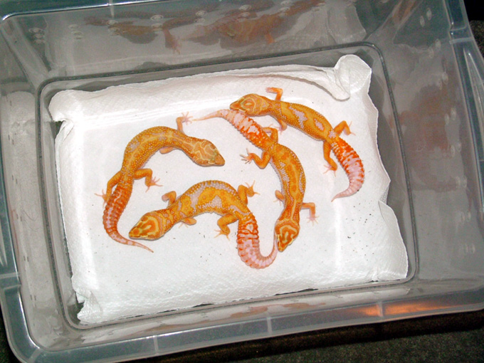 Albino Jungle Giants from Alberto and MattP