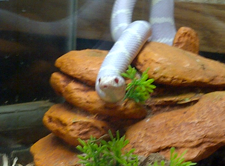 ALBINO KINGS
