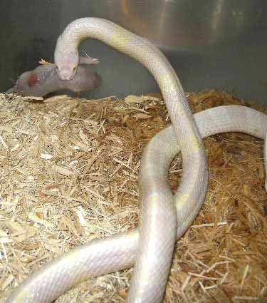 Albino Malayan Krait