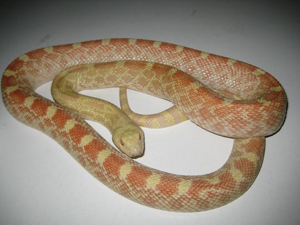 Albino Male Bull Snake