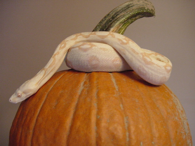albino male