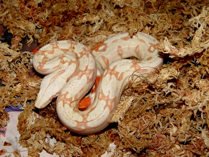 albino male