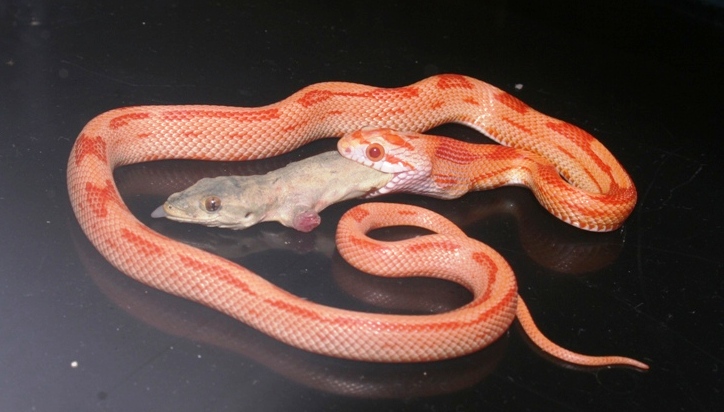Albino Montley Jungle Dinner Time