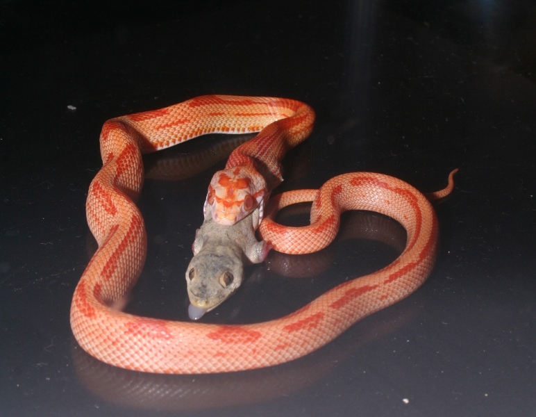 Albino Montley Jungle Dinner Time