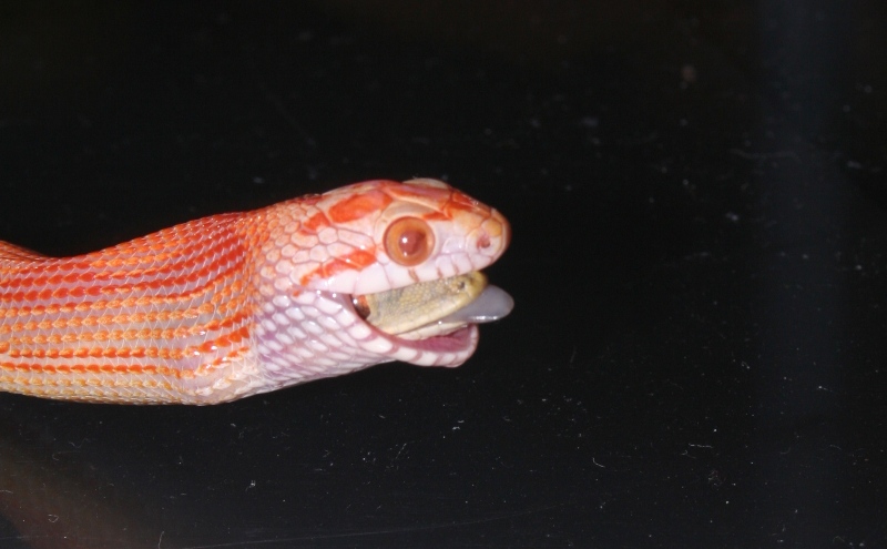 Albino Montley Jungle Dinner Time