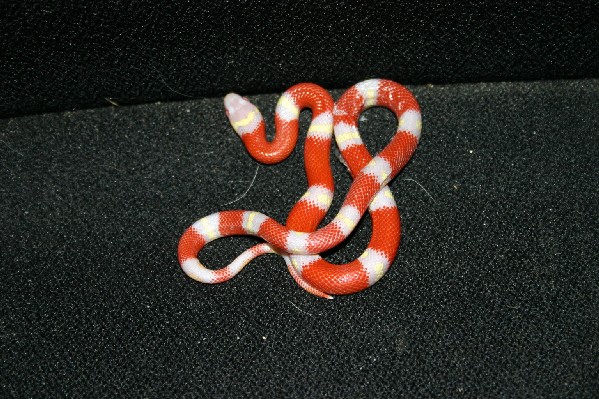 Albino Nelsons Milk