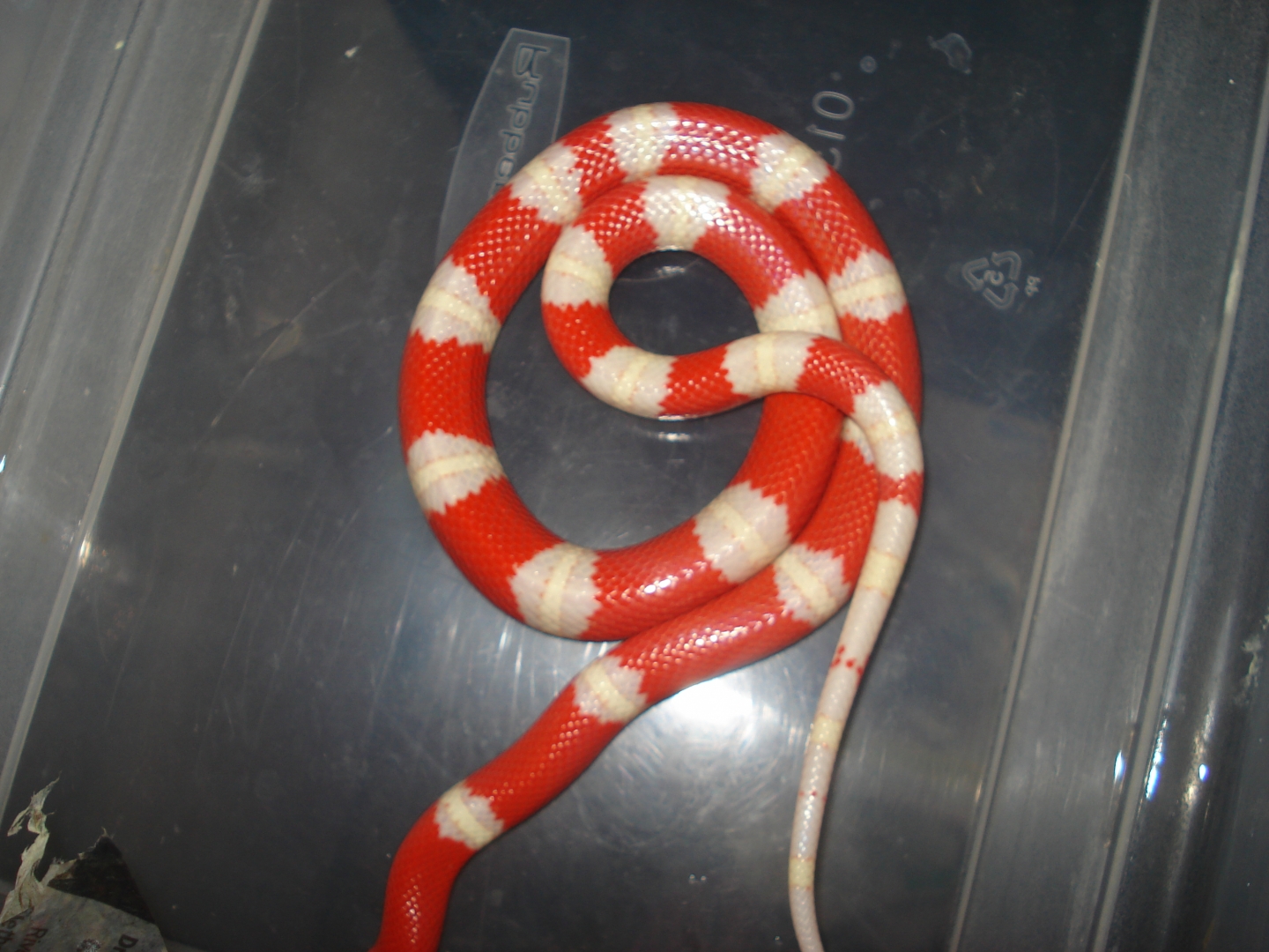 Albino Nelsons