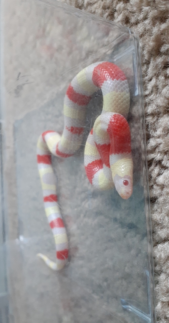 Albino Nelsons