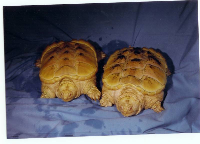 Albino Northern Snapping Turtles