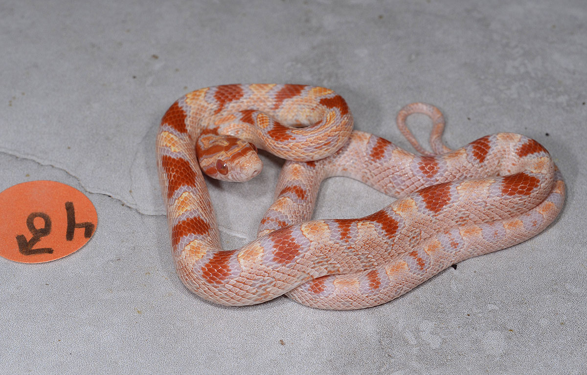 Albino okeetee baby #4 M