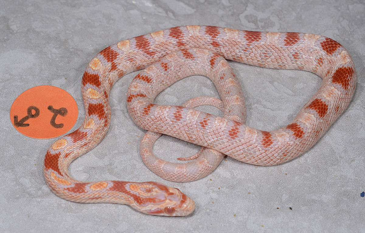 Albino okeetee baby