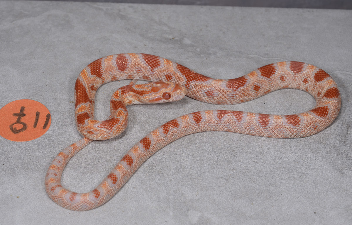 Albino okeetee baby