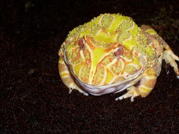 albino PacMan