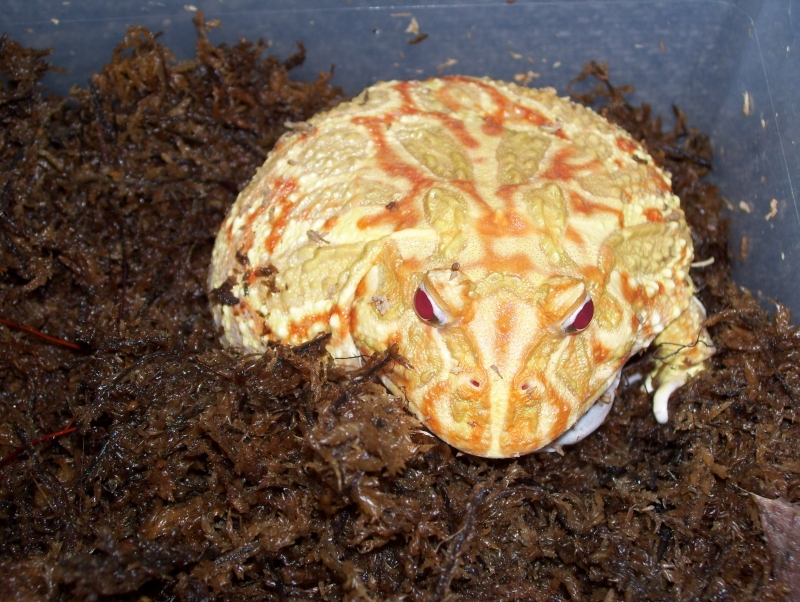 albino pacman