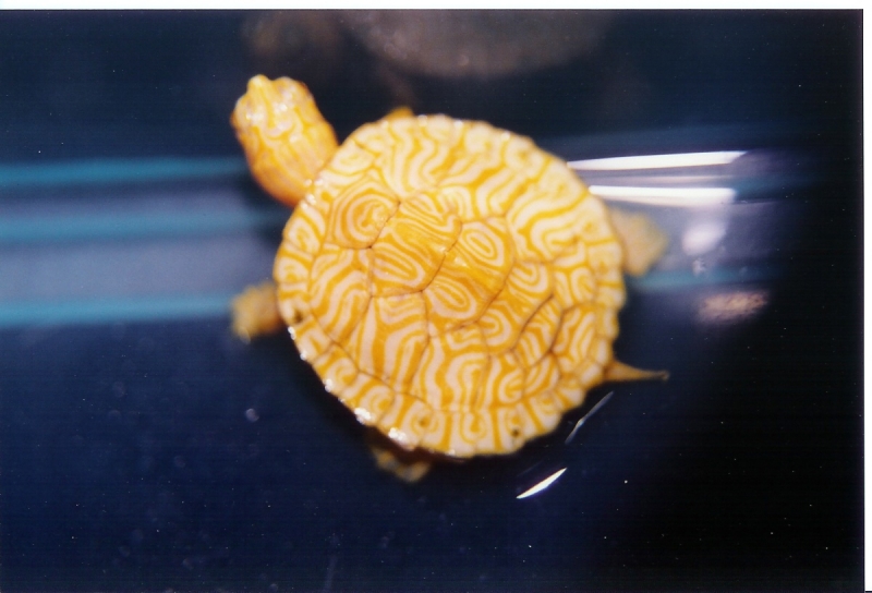 Albino Peninsular Cooter Baby Pic2