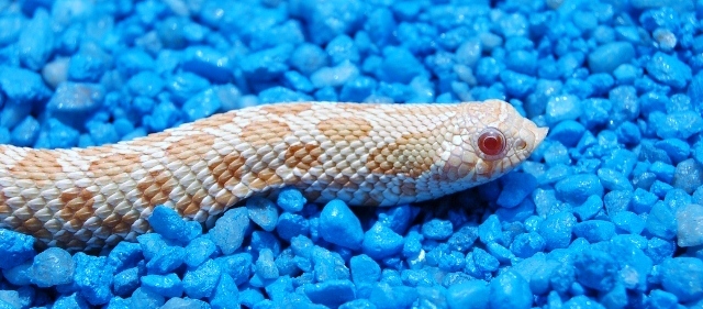 Albino Pos Snow