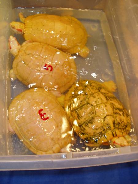 Albino Red-Ears Females