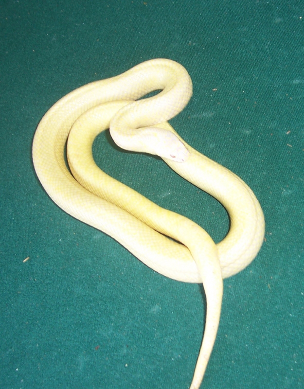albino speckled King