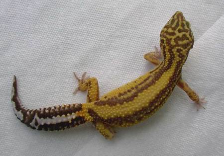 Albino Stripe