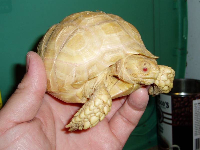 Albino Sulcata 1 year old