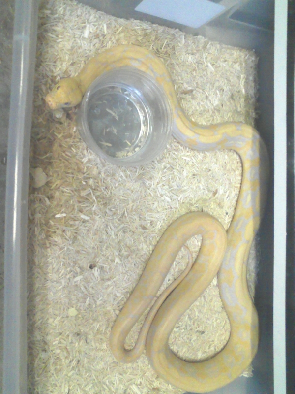 Albino Tiger Retic