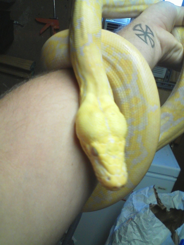 Albino Tiger Retic