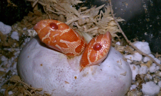 Albino Twins