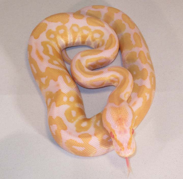 albino