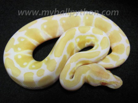 Albino