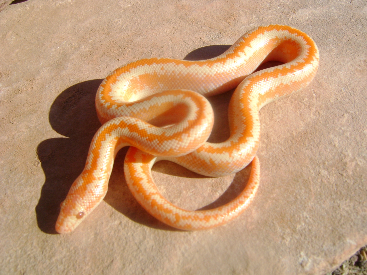Albino