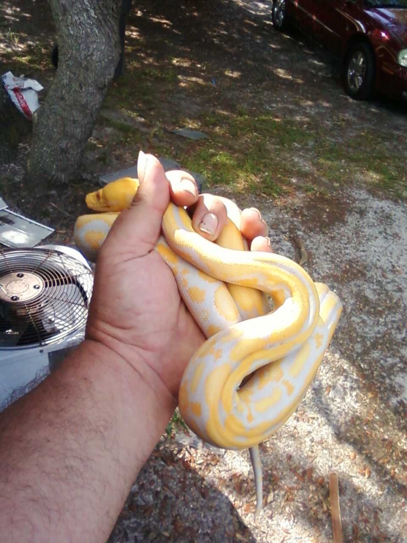 albino