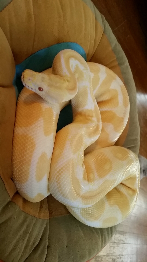 Albino