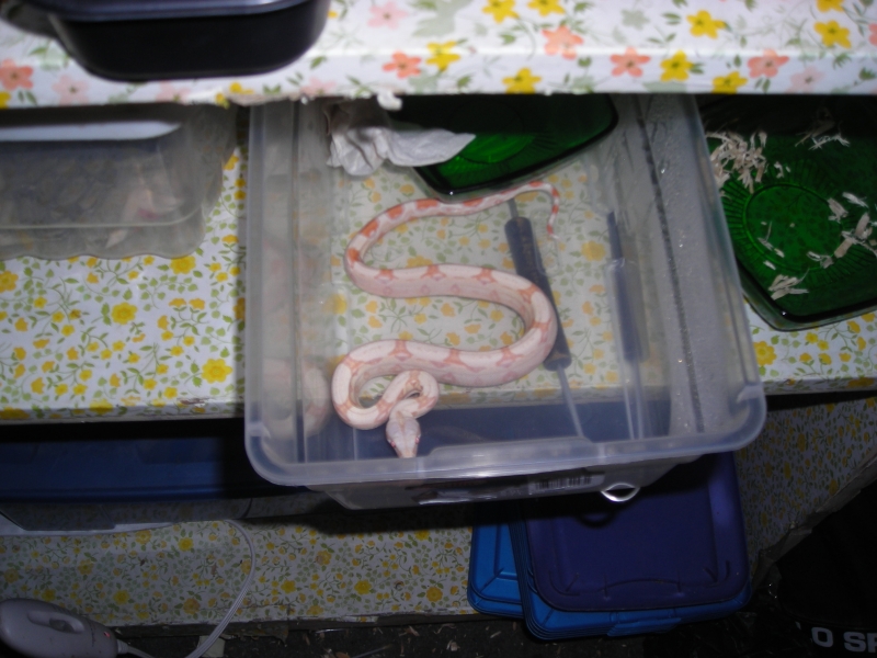 albino