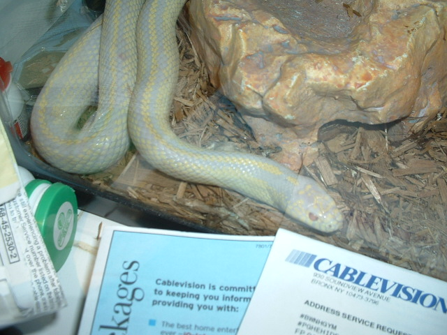 albino