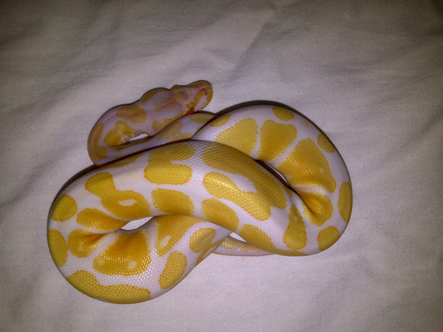 Albino1