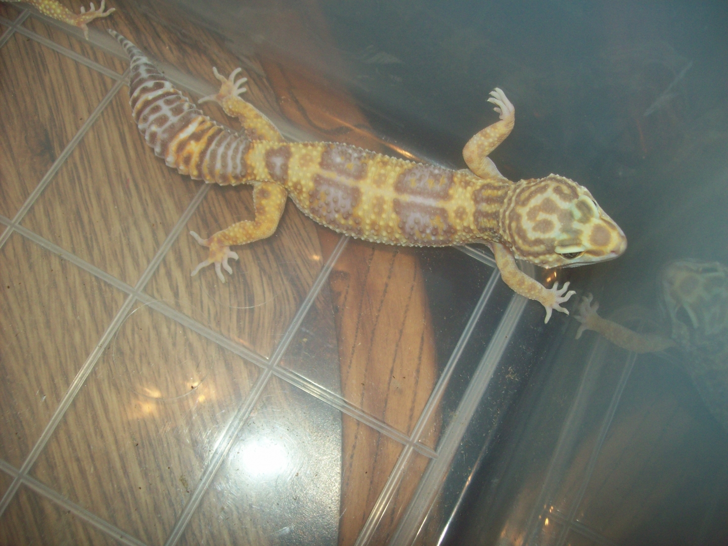 albino_het_aptor
