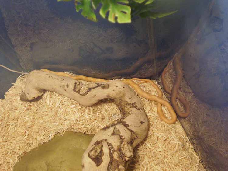 albino_rat_snakes_006