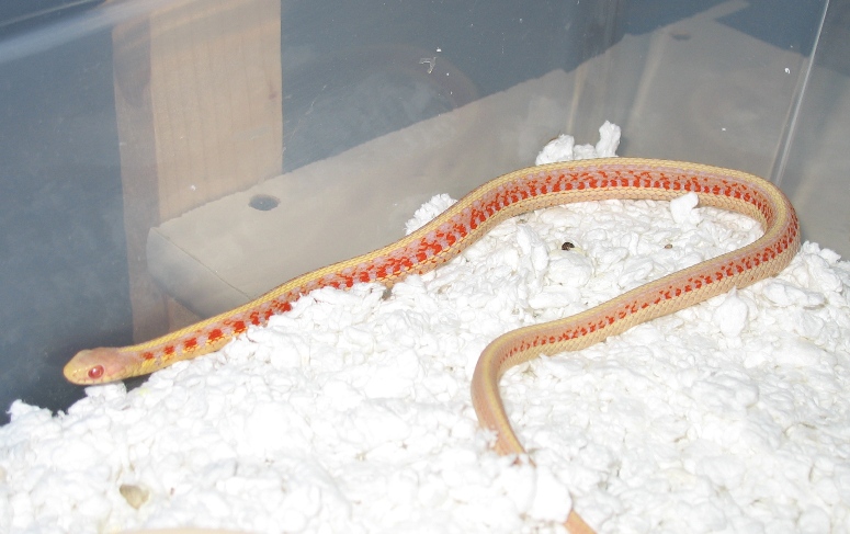 albino_red-sided_male