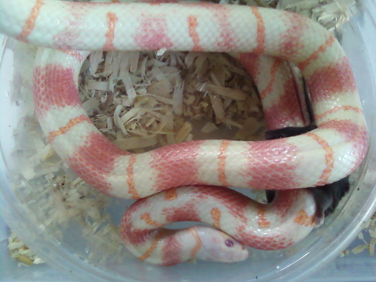 AlbinoJurassic_orange_bands_1